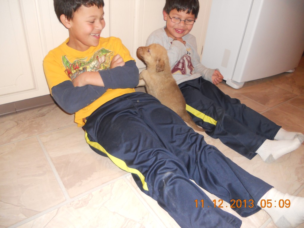 Gallery Chesapeak Bay Kennels Sioux City