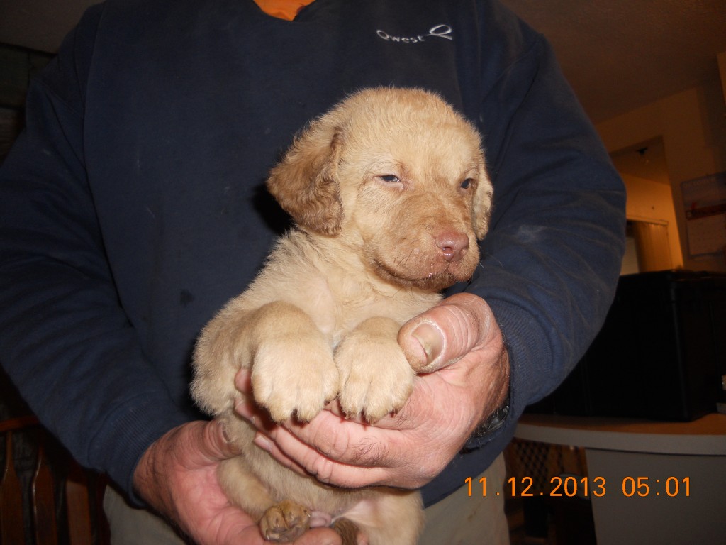 Gallery Chesapeak Bay Kennels Sioux City
